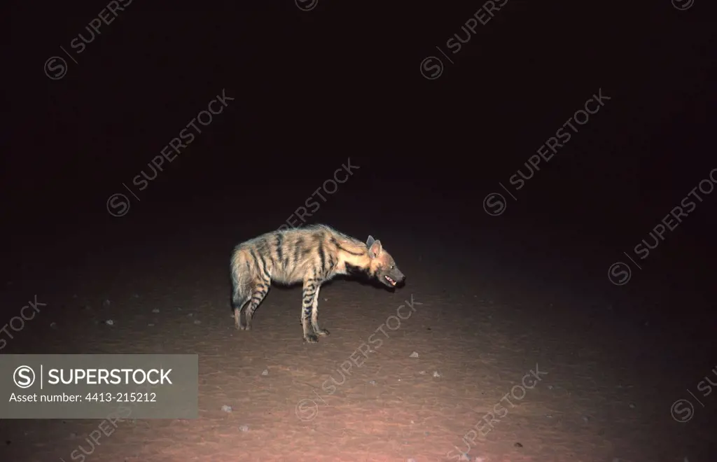 Old striped hyena male legless Tenere Niger
