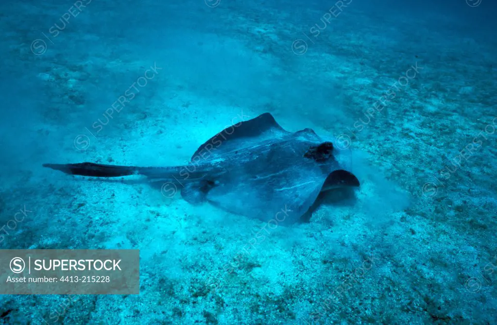 Diamond Ray posed on sea bottom Galapagos