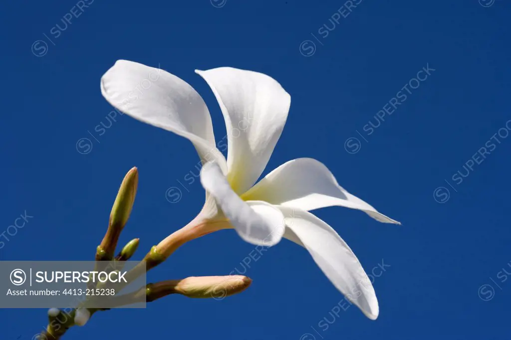 White Plumeria Flower UAE