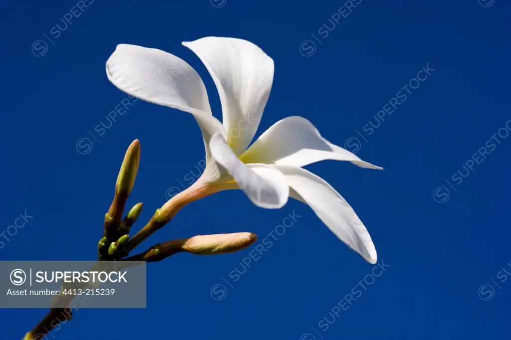 White Plumeria Flower UAE