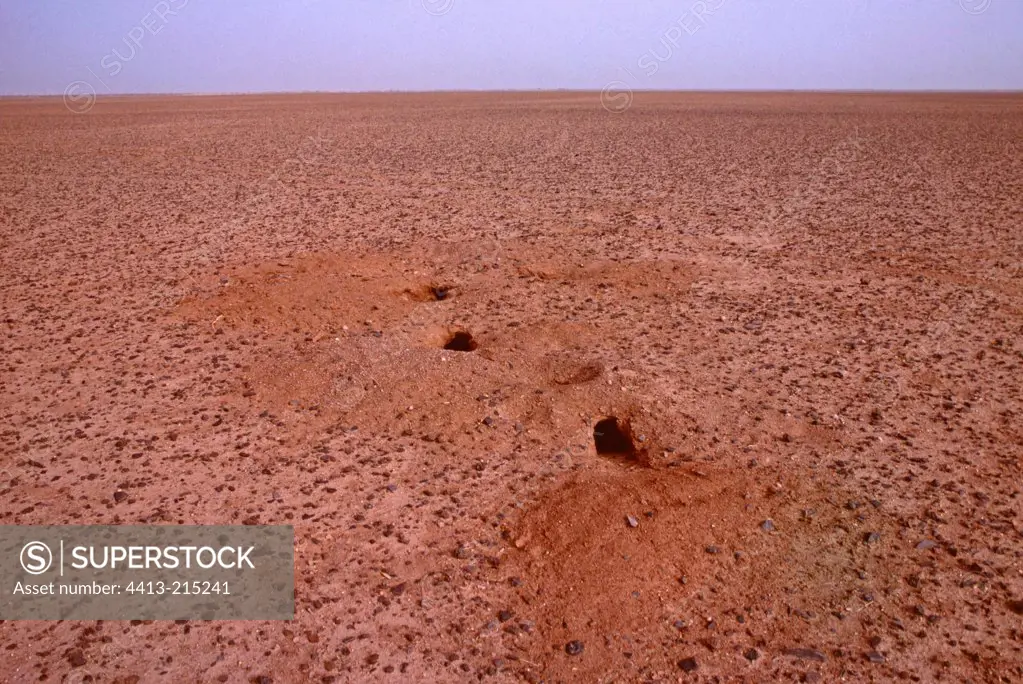 Burrows of Rüppell's foxes in a Tenere reg Niger