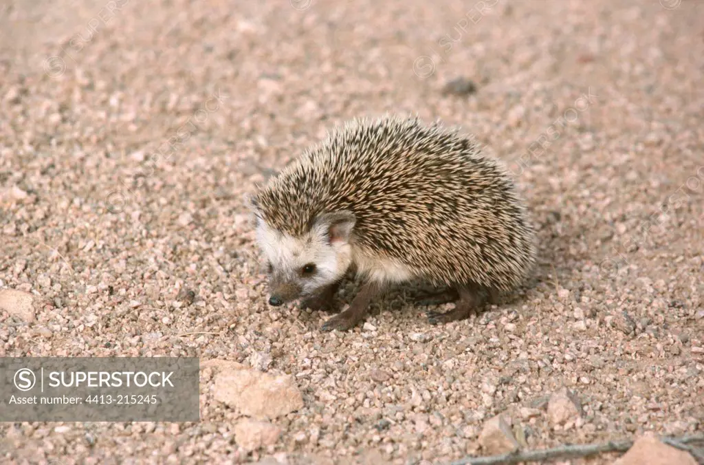 Desert Hedgehog male adult in a Tenere reg Niger