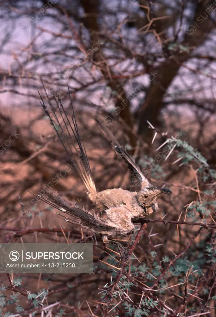 Dead Fulvous Babbler mummified by burning wind Tenere Niger