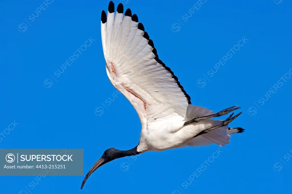 Sacred Ibis in flight United Arab Emirats