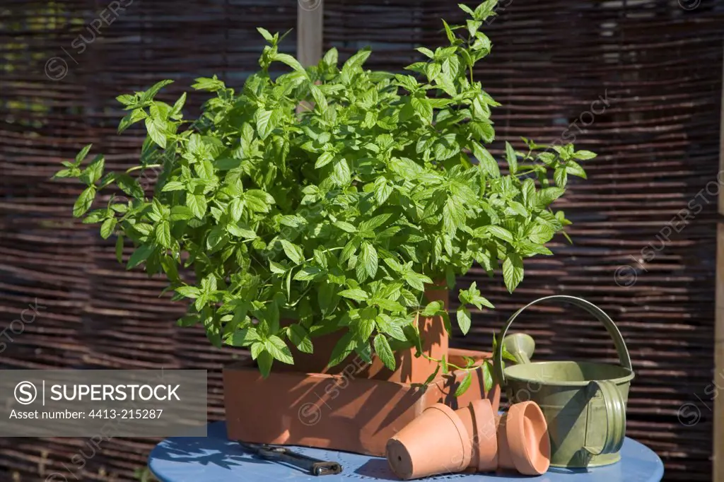 Spearmint in pot on a garden terrace