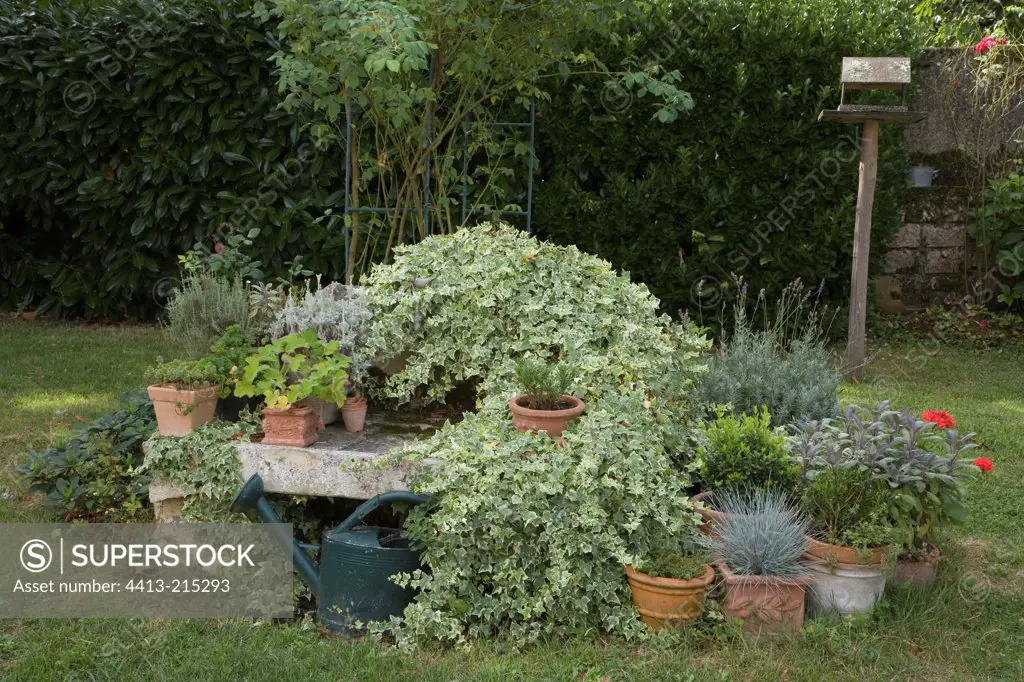 Variegated ivy covering a stone table and various plants