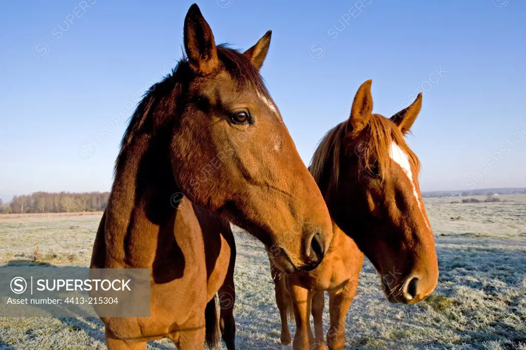 Horses in a meadow in winter France