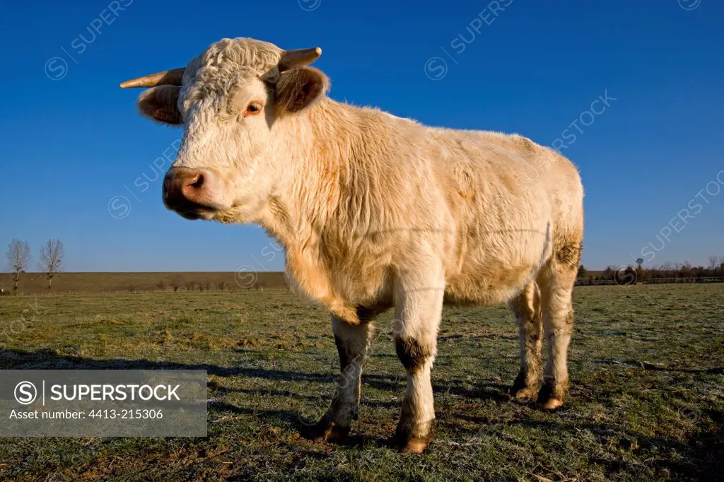 Charolais beef in a meadow in winter France