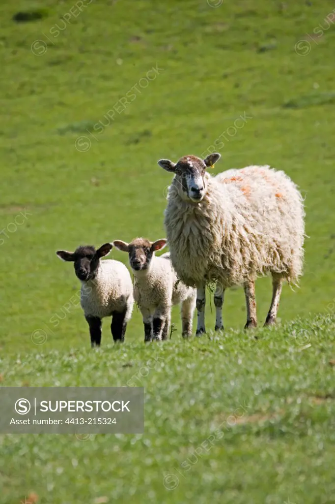 Masham ewe sheep with twin lambs in green field Cotswolds