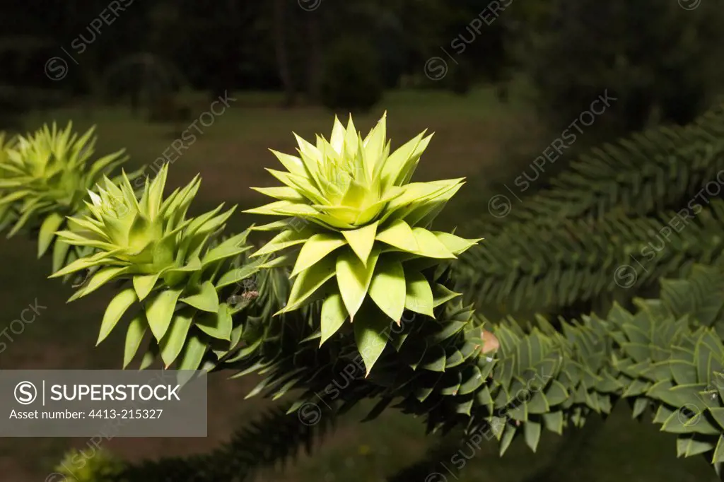 Young leaves on end of branch of Monkey Puzzle tree