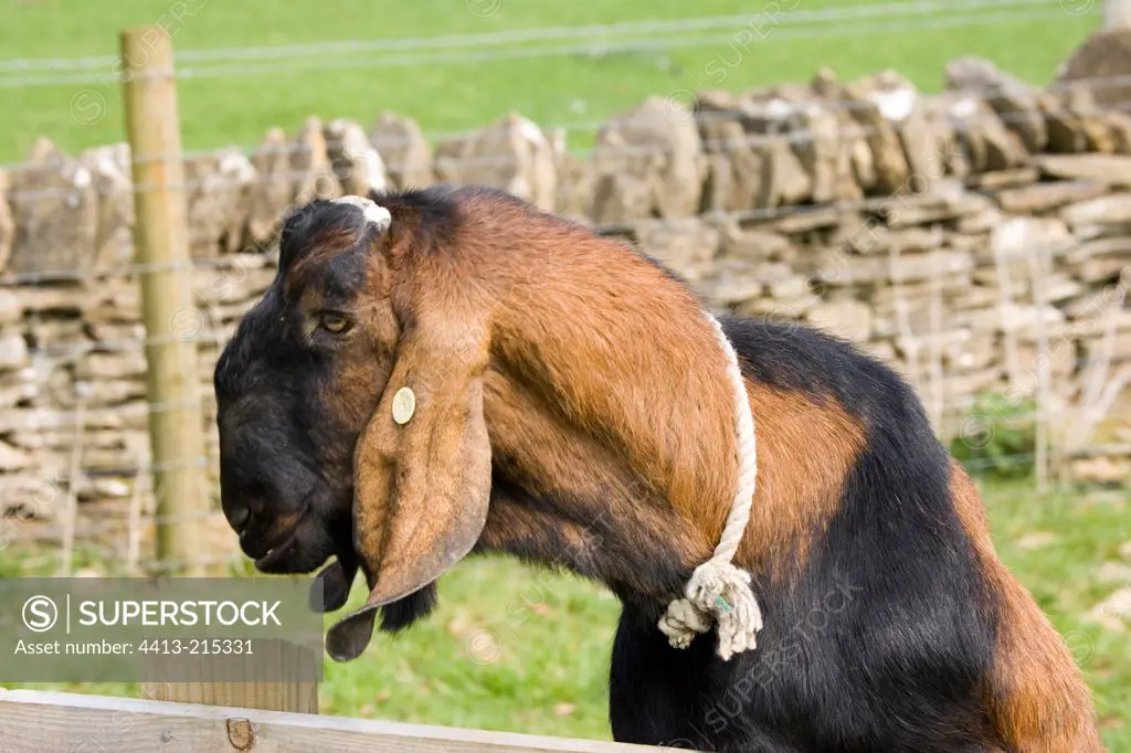 Nanny goat peering over fence Cotswold Farm Park UK
