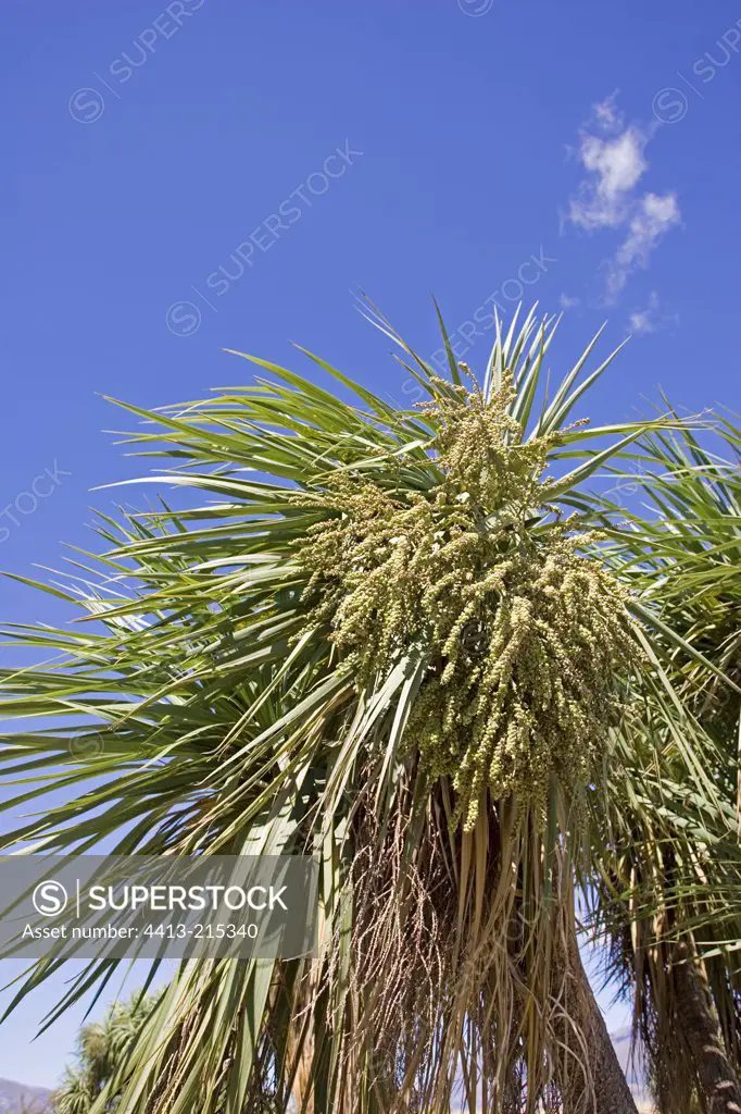 Cabbage trees in blossom South Island New Zealand