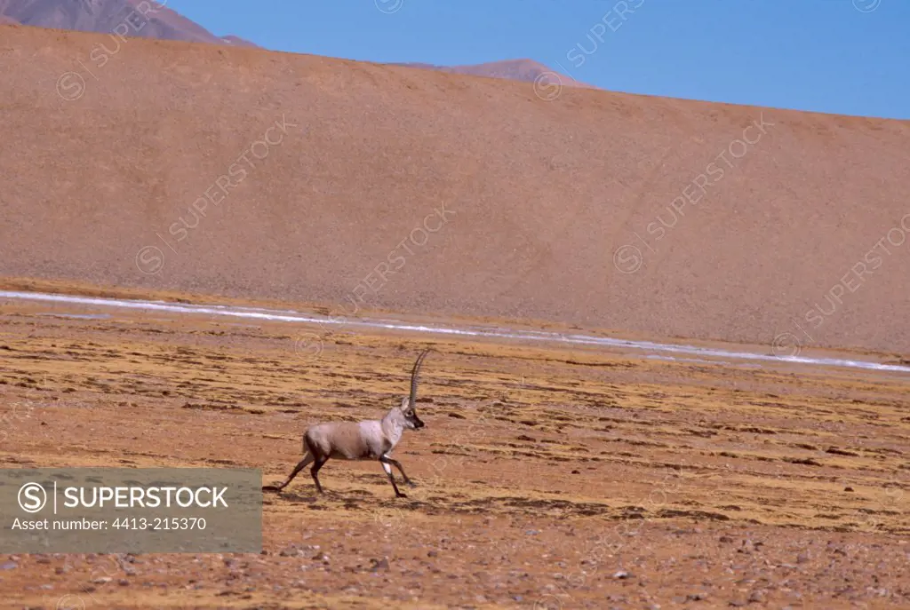 Chiru male going down running on an aride slope Tibet