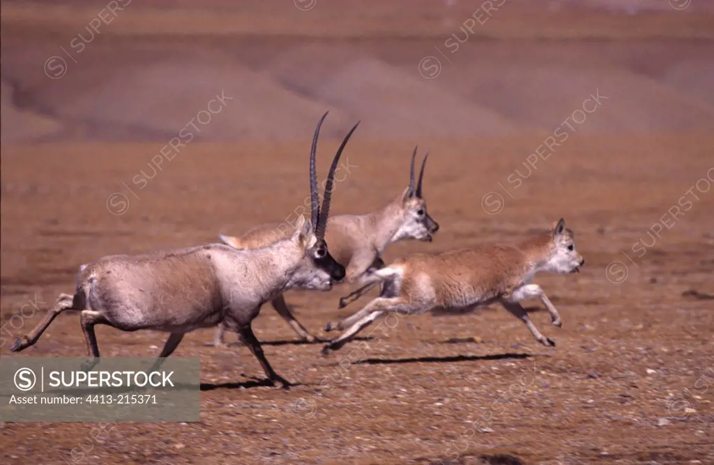 Two Chiru males pursuing a female during the rut Tibet