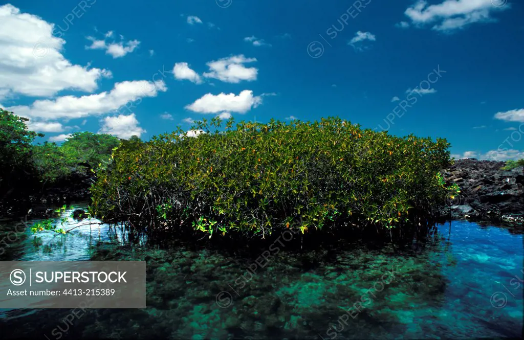 American mangroves in the Elizabeth Bay Galapagos