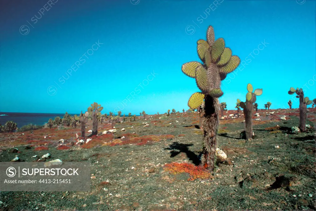 Sea purslanes and Prickly pears in a arid area Galapagos