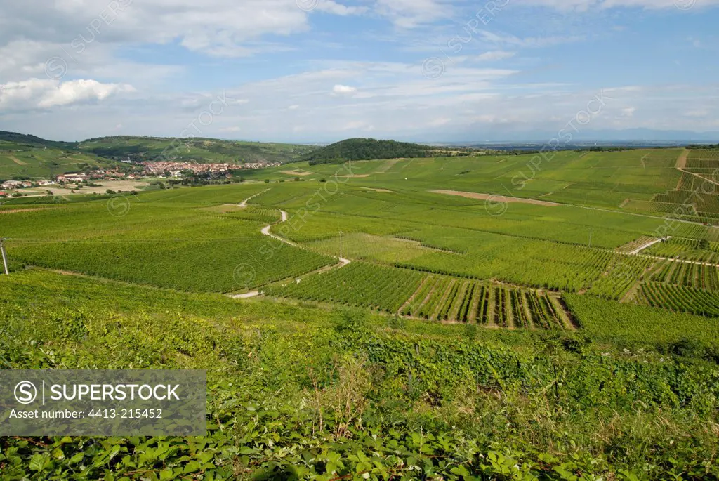 AOC Vineyards in biological culture Alsace France