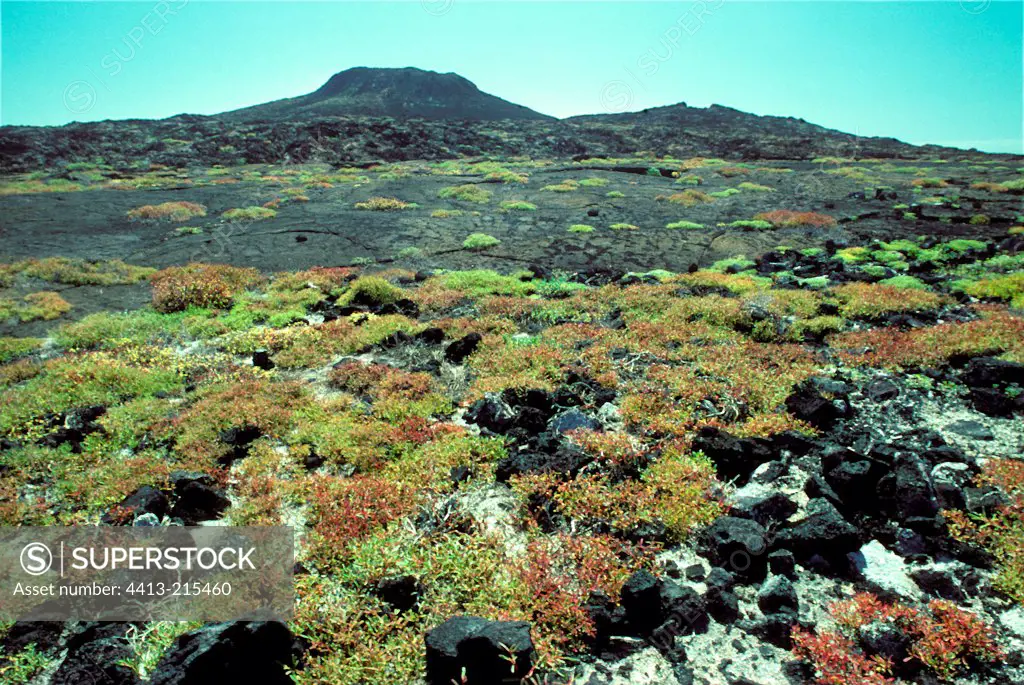 Sea purslanes colonize a volcanic ground Galapagos
