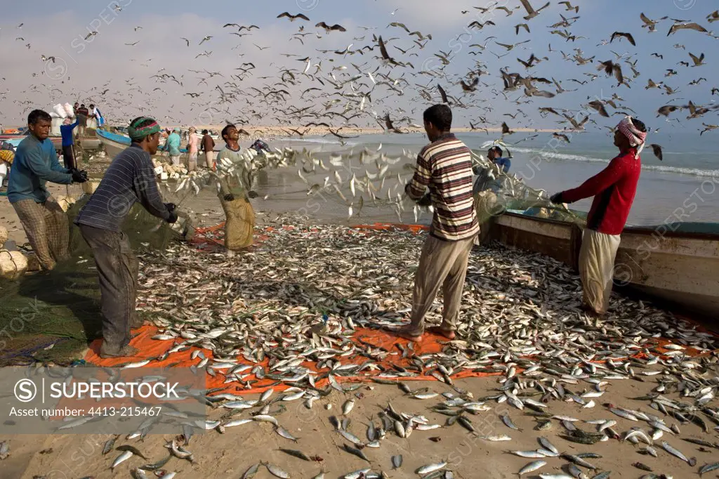 Fishers Pilchards Sultanate of Oman