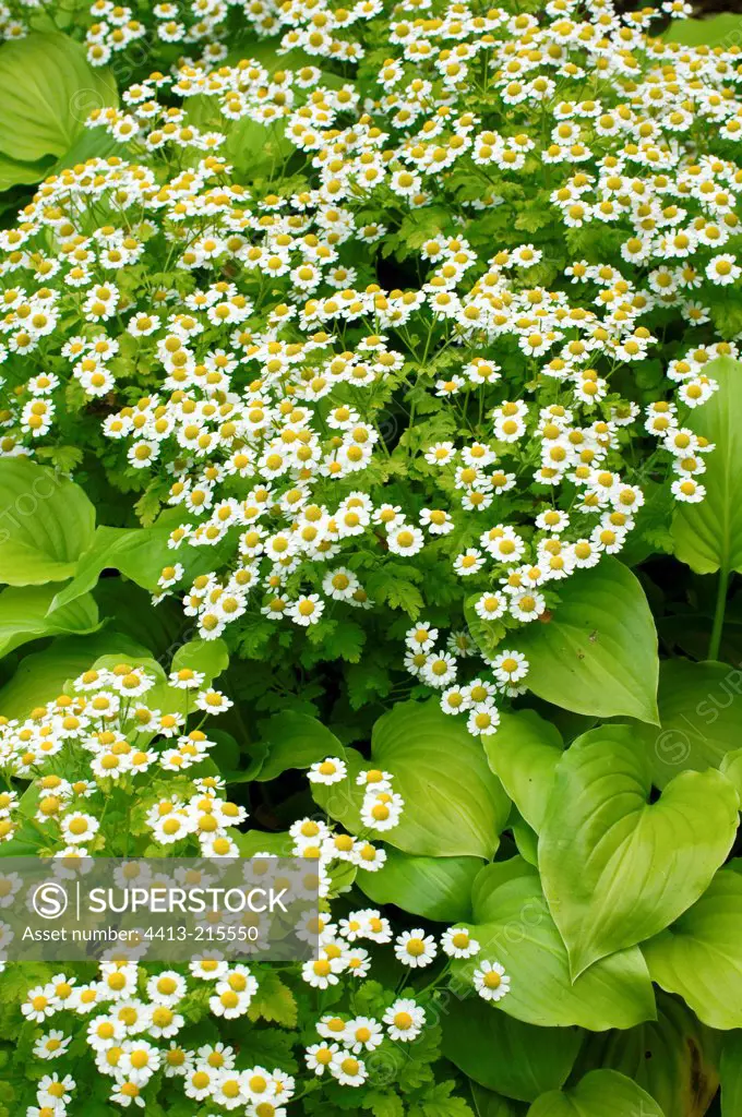 Camomile in bloom in a garden
