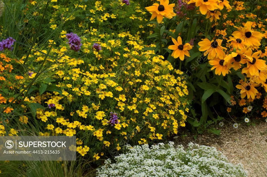 Signet Marigolds in bloom in a garden