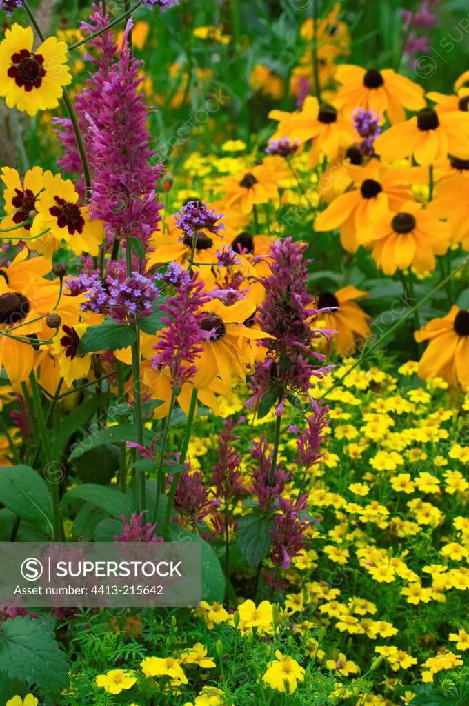 Sage and coneflowers in bloom in a garden