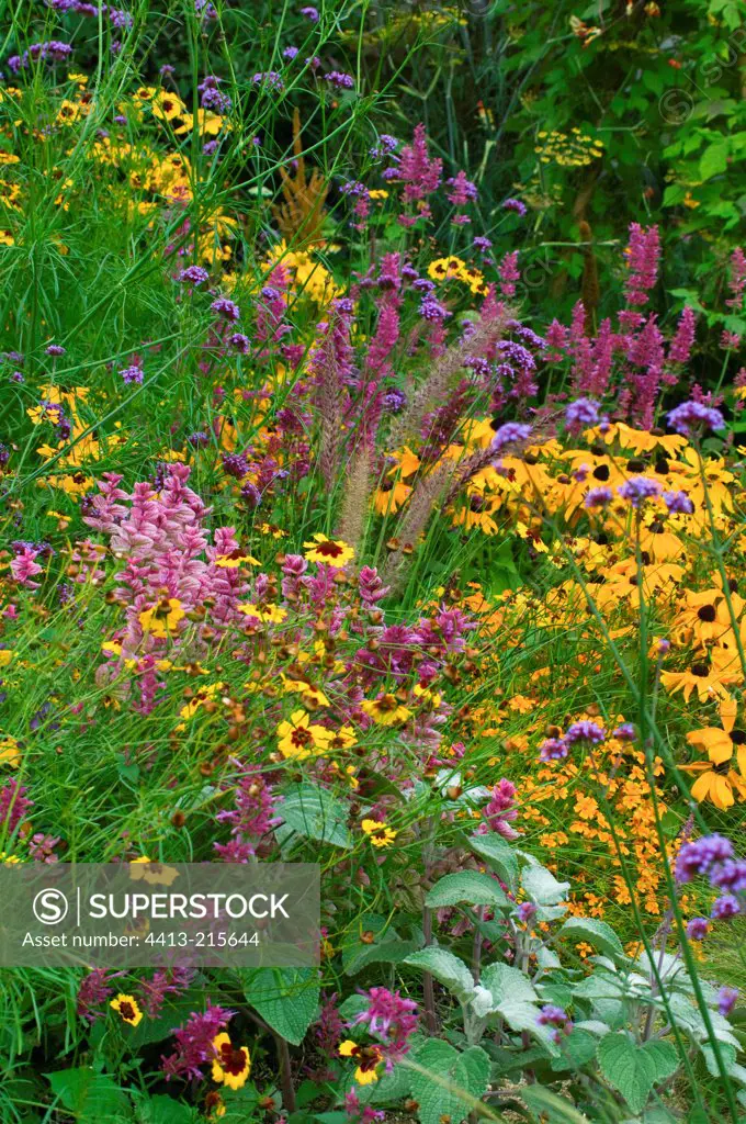 Sage and coneflowers in bloom in a garden