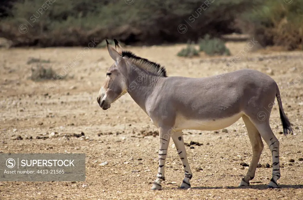 Wild ass of Somalia in the Negev desert Israel