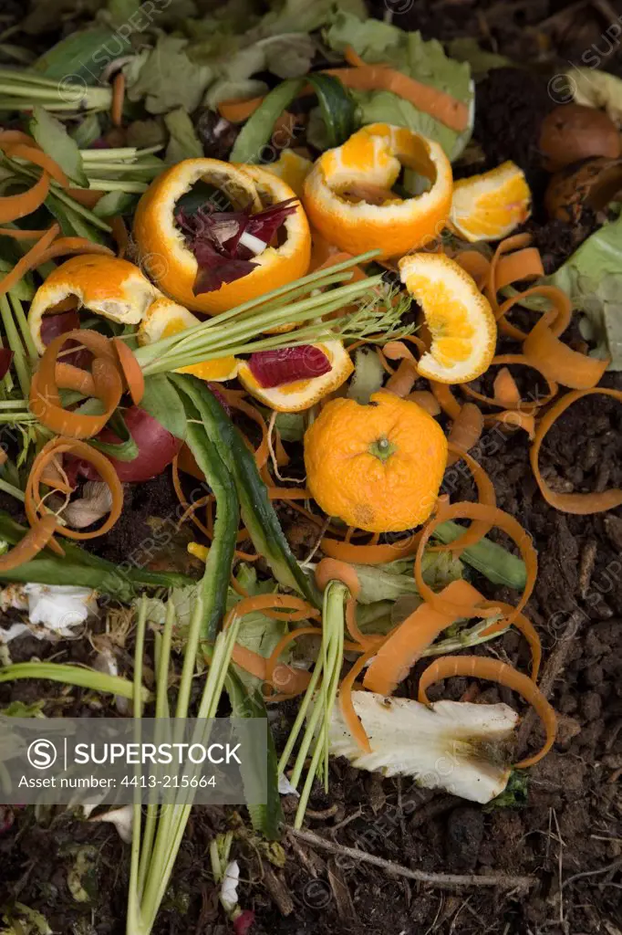 Organic scrap on compost