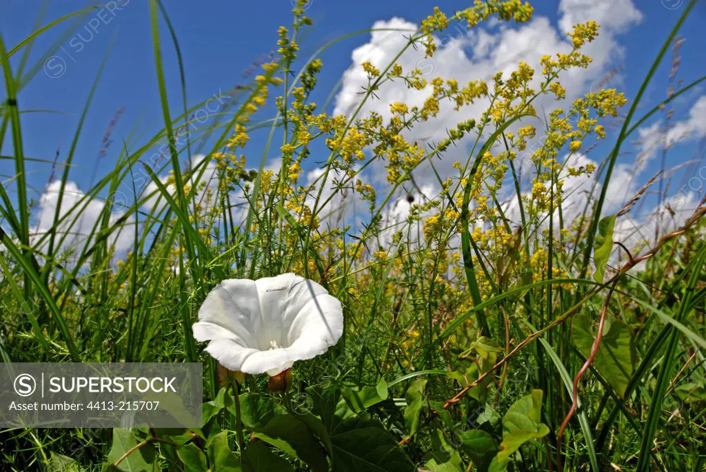 Hedge false Bindweed in a hay natural meadow France