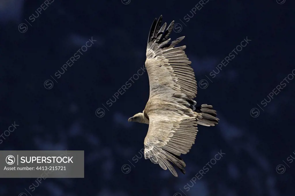 Eurasian Griffon Vulture flying in the Verdon Gorges France