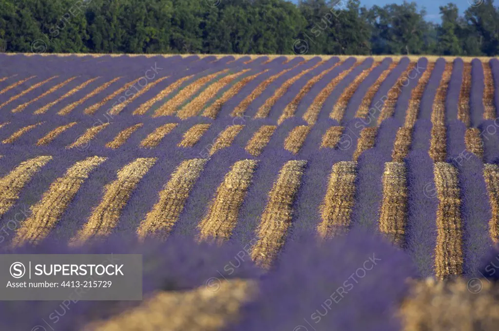 Lavender field on the Valensol plateau France