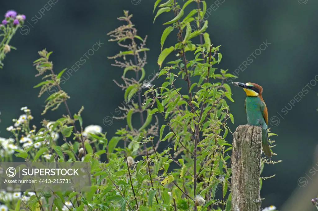 European Bee-eater with its prey on a leaf France