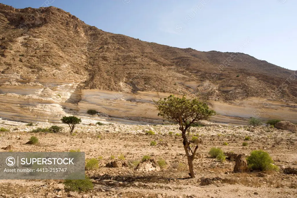 Frankincense Tree Dhofar Sultanate of Oman
