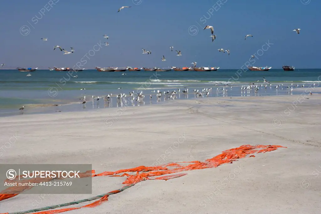 Boutres and gulls on the coast of the Indian Ocean Oman