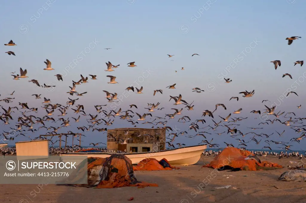Fishers Pilchards and Gulls Sultanate of Oman