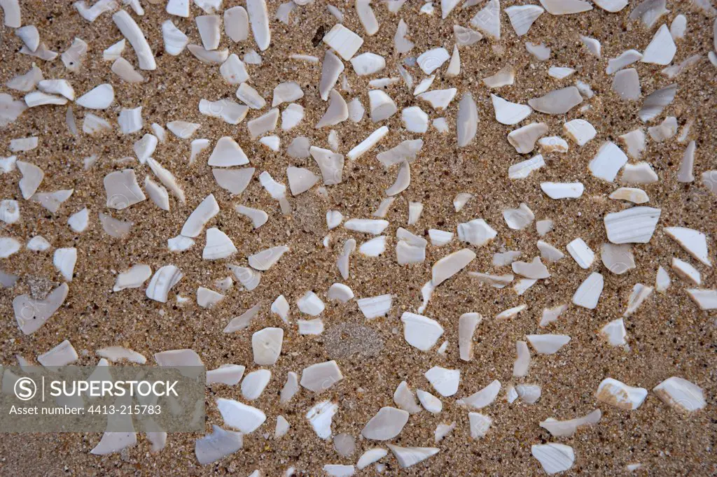 Bursts of seashells on a beach in the Indian Ocean Oman