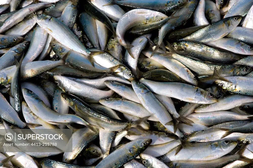 Pilchards Sultanate of Oman