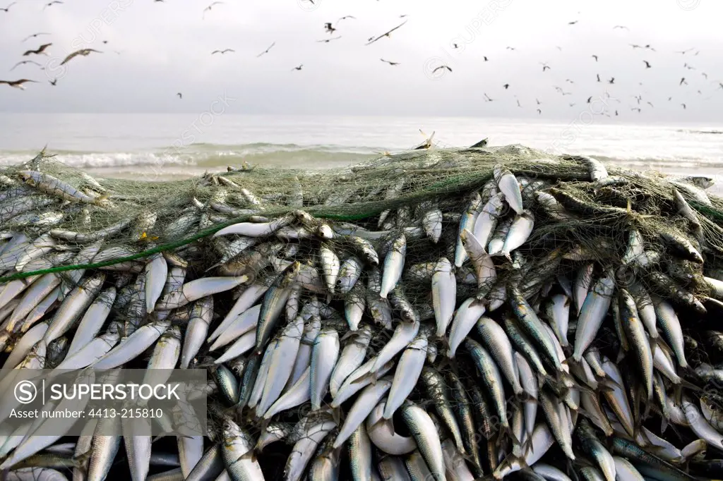 Pilchards in net Sultanate of Oman