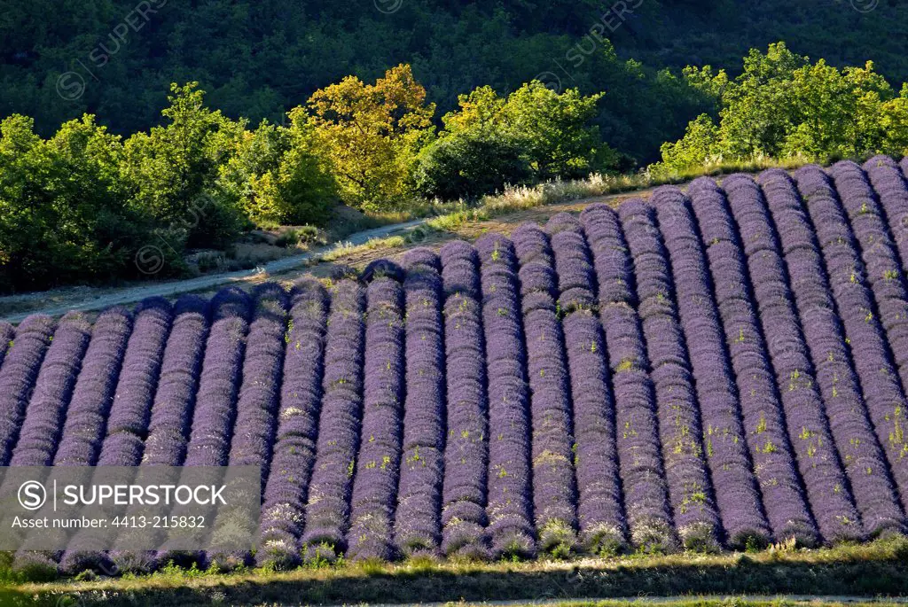 Lavender field on the Valensole plateau Provence France