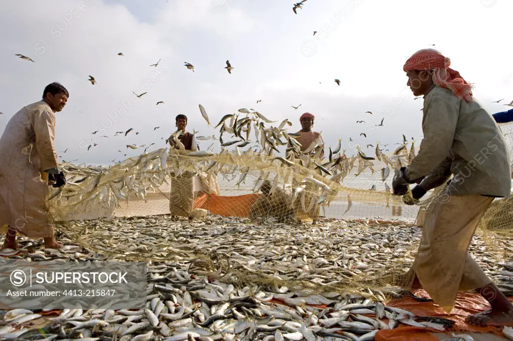Fishermen Pilchards Sultanate of Oman