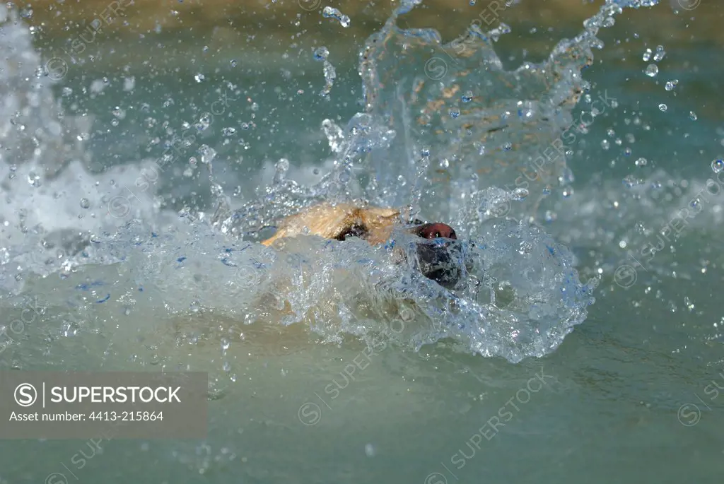 Labrador Retriever throwing in a lake Provence France
