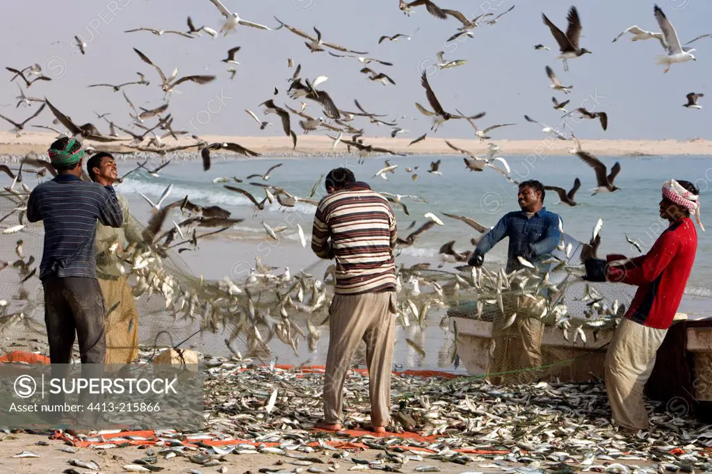Fishermen Pilchards and Gulls Sultanate of Oman