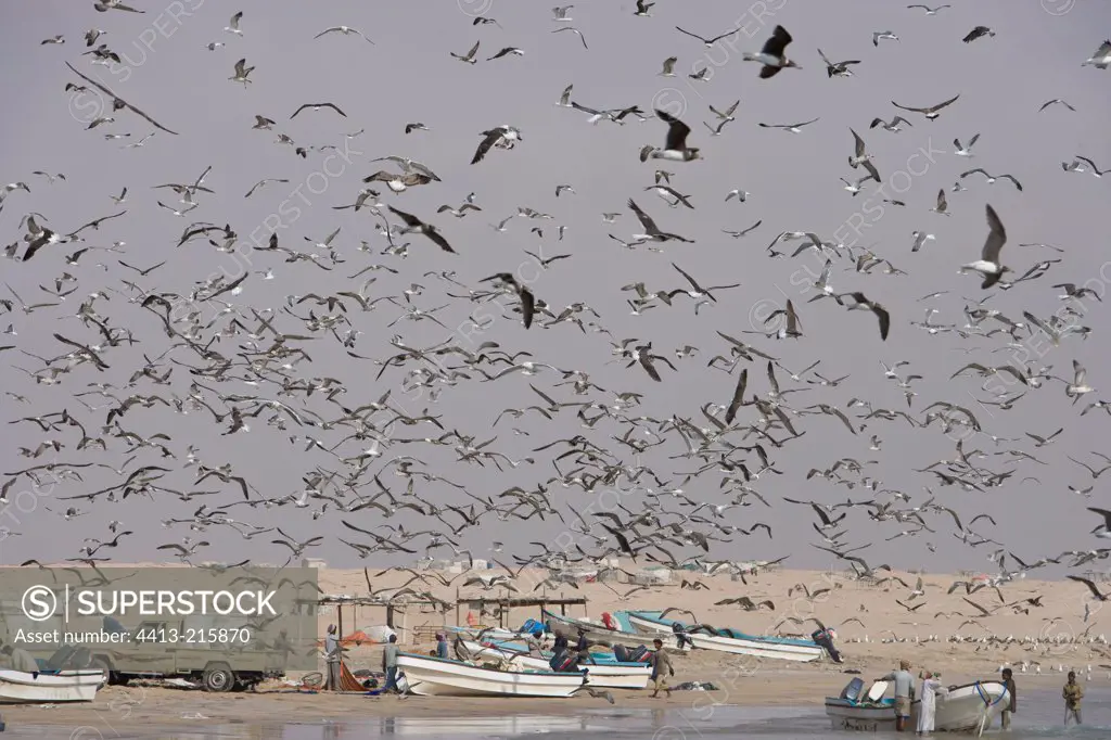 Fishermen Pilchards and Gulls Sultanate of Oman