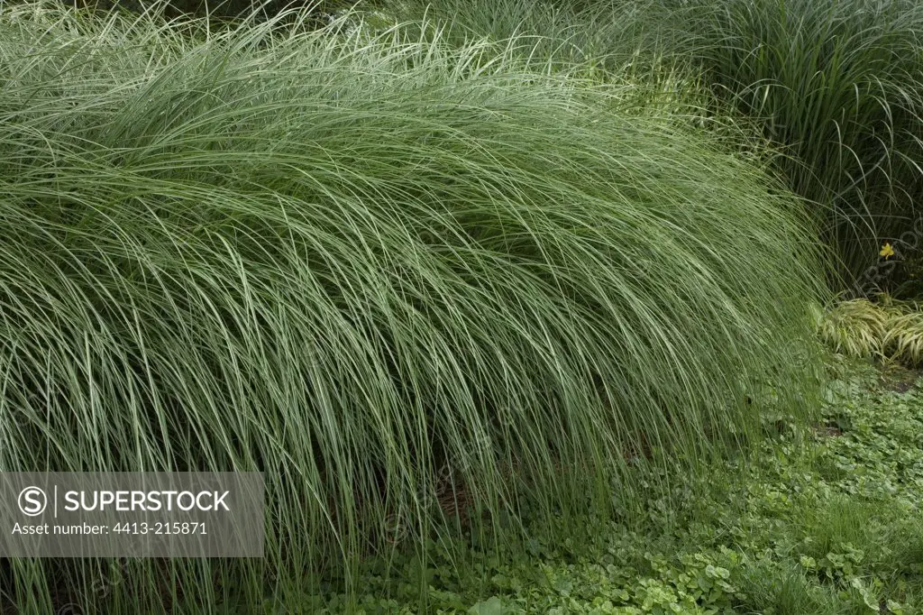 Purple japanese silver grass 'Graziella' in a garden France