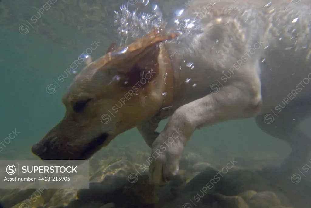 Labrador Retriever swimming under water in the Verdon France