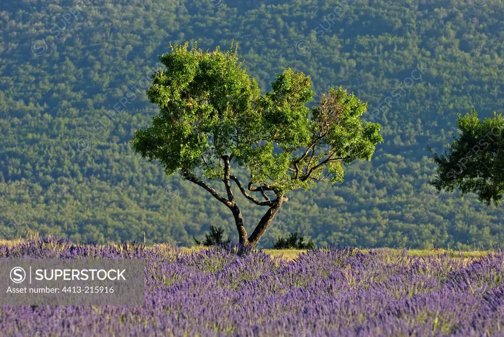 Tree and Lavender field Gorges du Verdon France