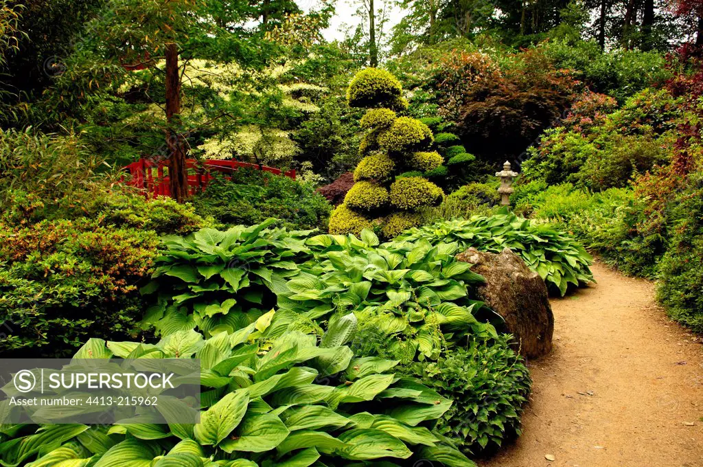 Scene Japanese garden with Hostas
