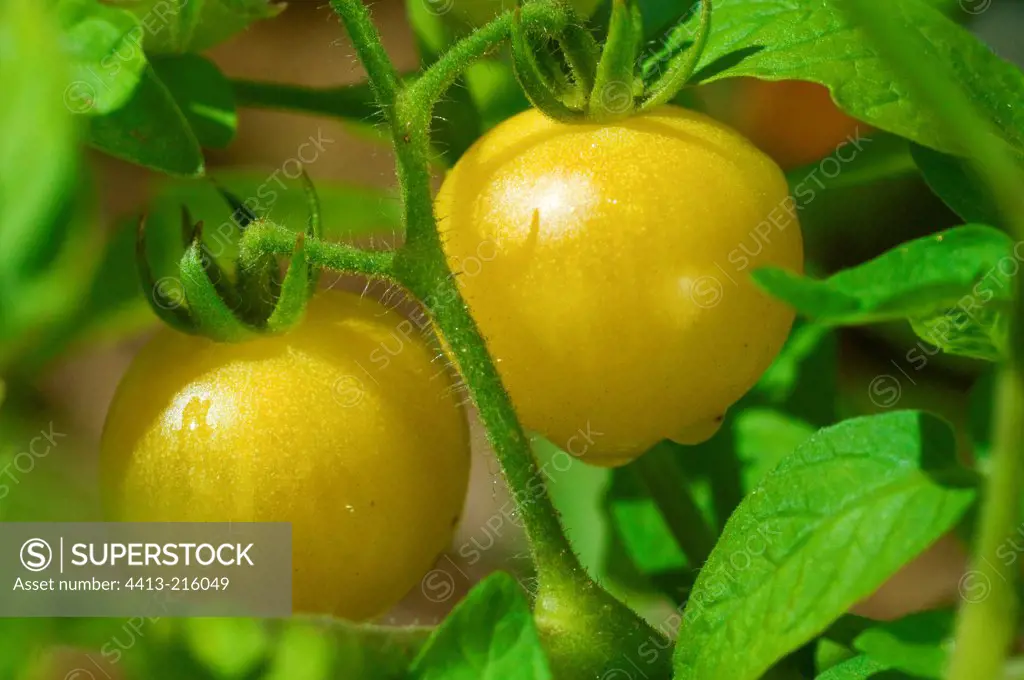Tomatoes 'Mirabelle Blanche' at kitchen garden