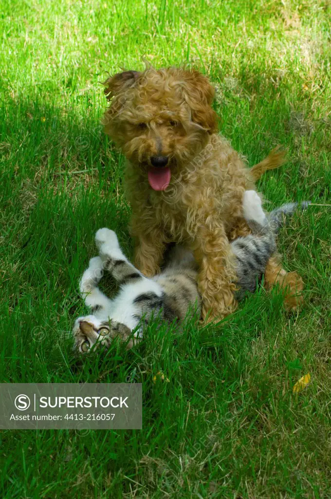 Kitten and poodle puppy playing in the garden